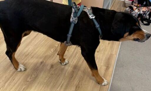 Zdjęcie do Dogoterapia